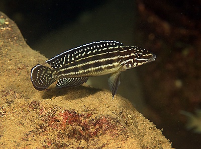 Julidochromis cf. regani 'Cape Nangu'